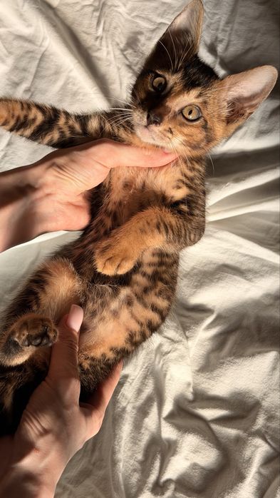 абиссинский котенок