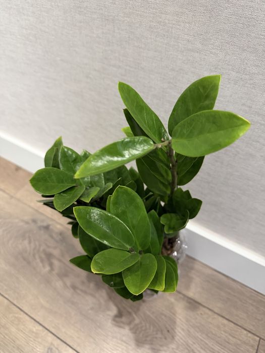 Продам комнатные растения