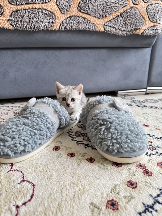 Котёнок ищет любящий дом