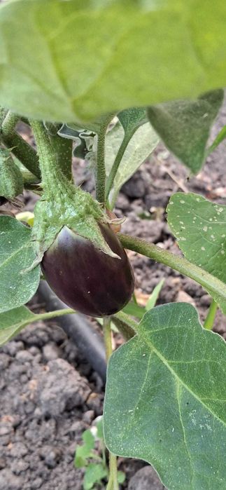 Zacusca de vinete cu ciuperci, bio