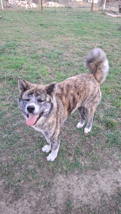 Dau doi catelusi spre adopție