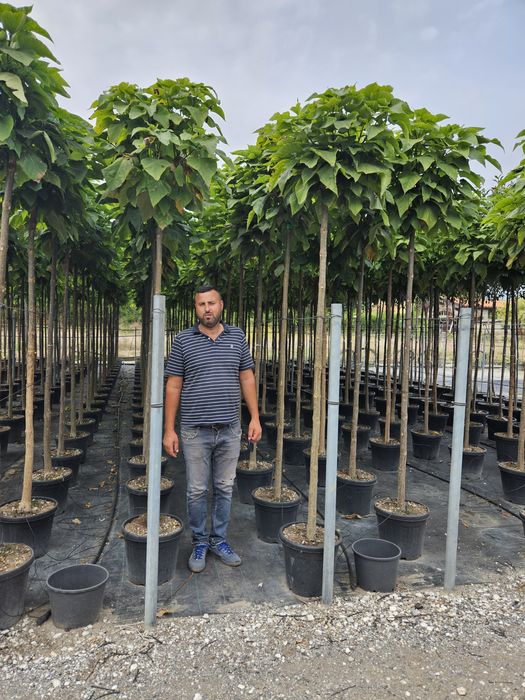 Catalpa globular avem mai multe dimensiuni