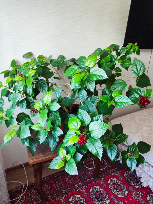 Продам комнатную розу