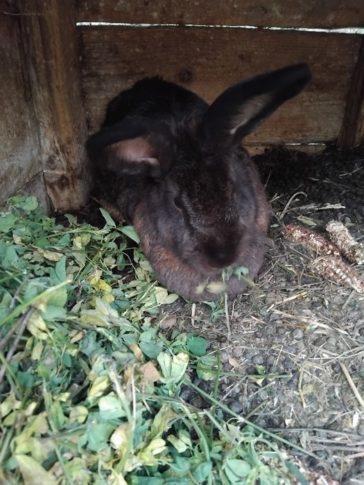 Iepuri de casa 4 buc !!