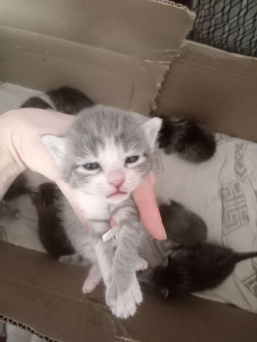 Котятки маленькие