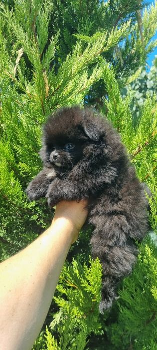 Померан померанче