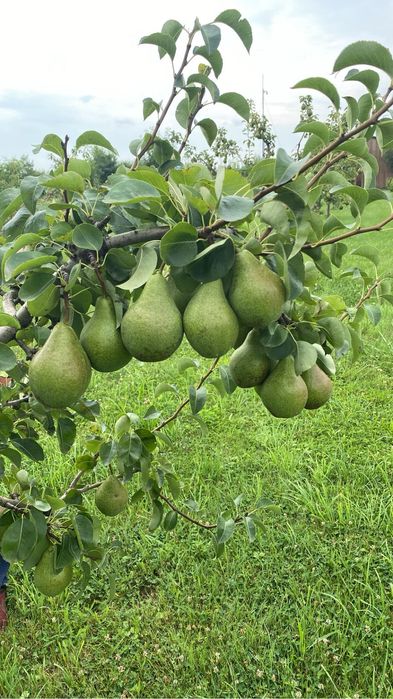 Toaletare pomii fructiferi