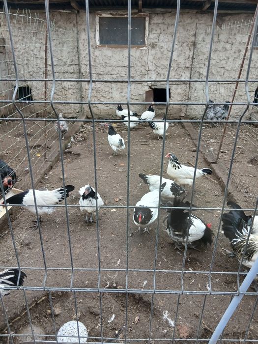 Oua incubat Lakenvelder