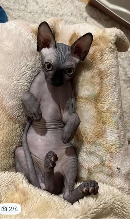 Pisici sphynx fara par