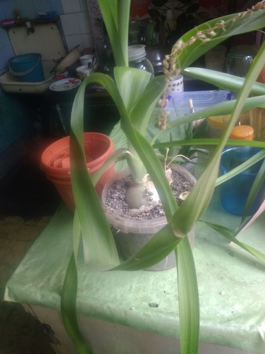 Индийский лук 4года.