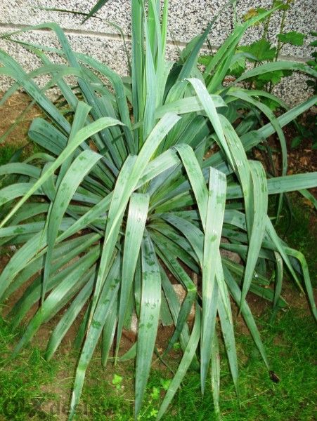 Дневна лилия градински вечнозелени растения,