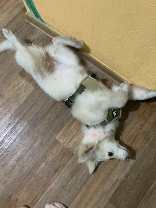 Лайка+самоед бесплатно