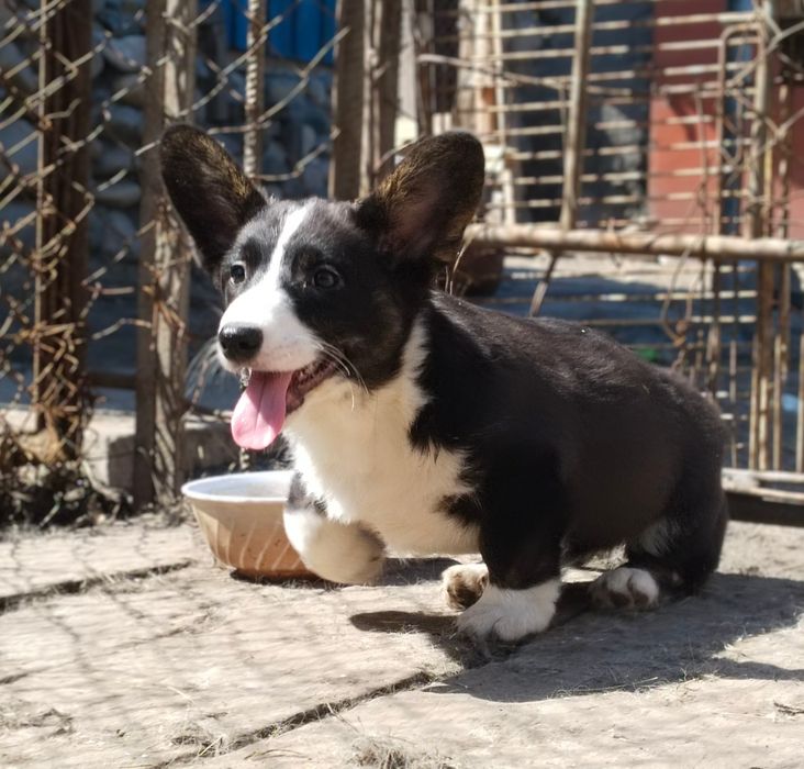 Щенки вельш корги кардиган