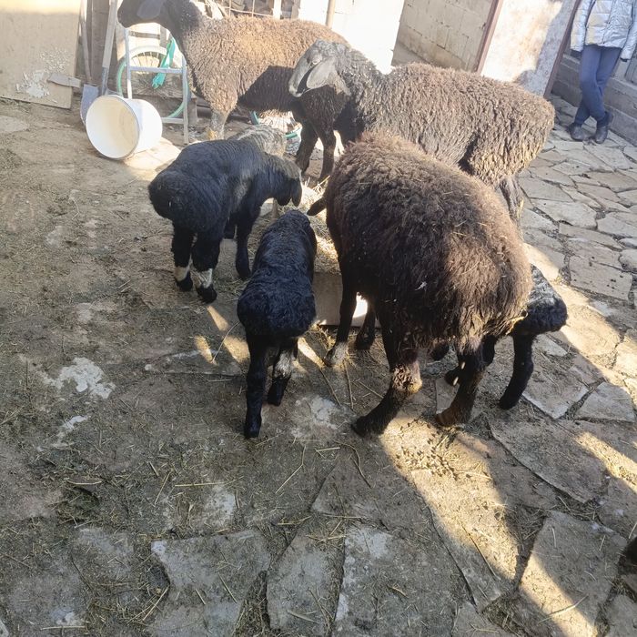 Қозылы қои 130000 саудасы бар