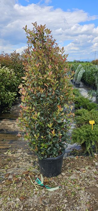 Photinia red robin- Photinia pe tija - Photinia spaliera