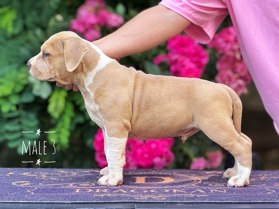 Amstaff mascul rasă pură cu pedigree