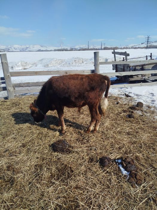 Продам бычков и нетель