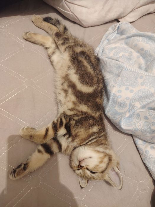 Шотландский котенок девочка