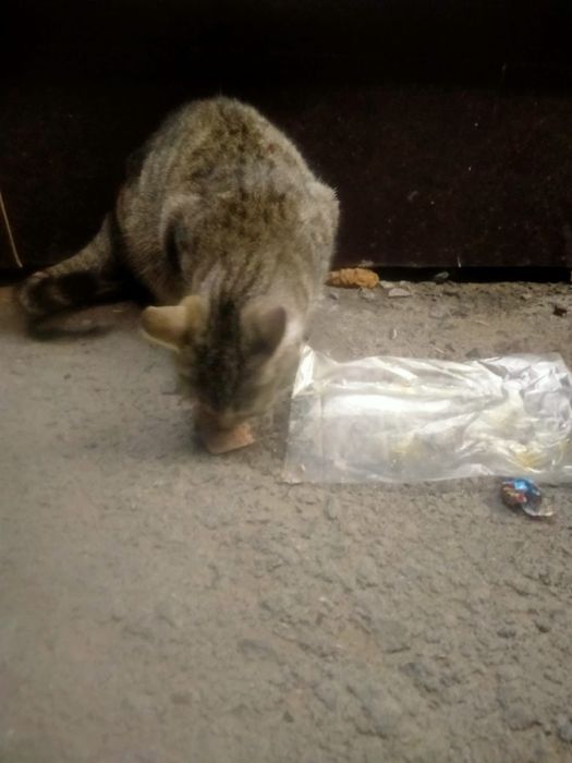 Помогите бездомные беременной кошечки!