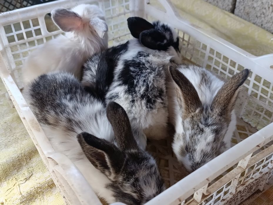 Кролики породные