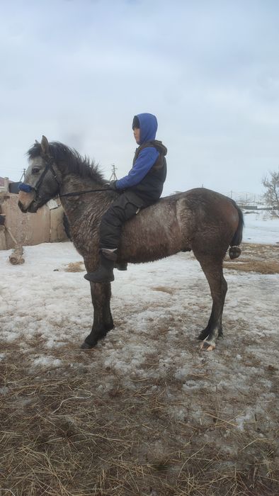 Кунан сатылады минги