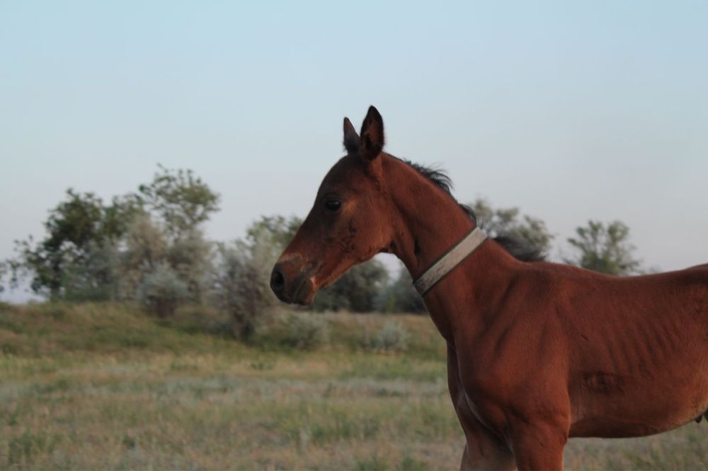 Таза қанды жабағы