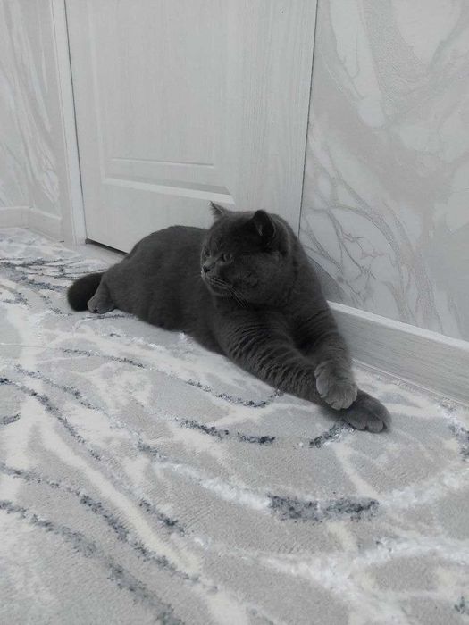 Элитные котята от чистокровных родителей!!!