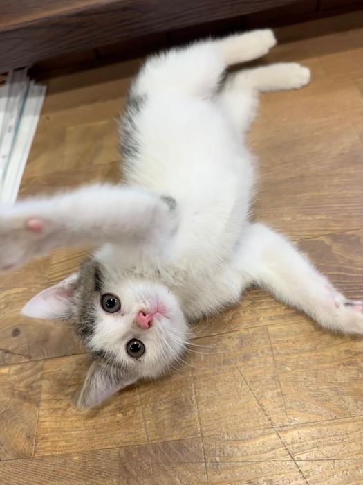 Котенок мальчик в дар
