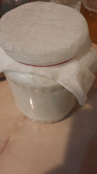 Ciuperca tibetana chefir lapte kefir apa