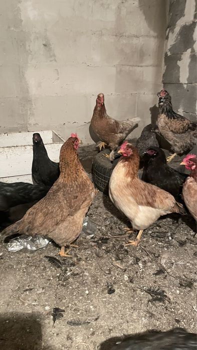 Продам молодые куры домашние