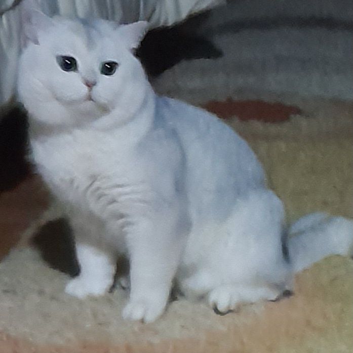 Продаётся шикарный котёнок, шиншилла..