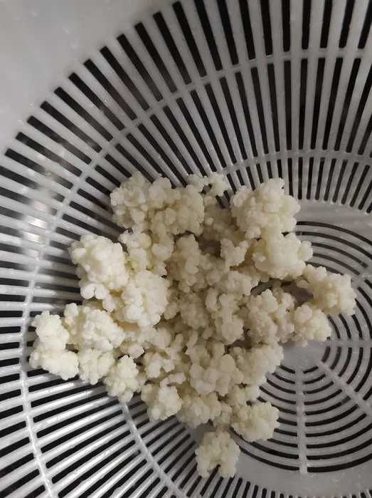 Ciuperca kefir/chefir