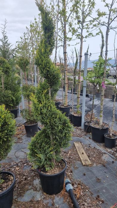 Photinia pe tija- tuia leylandi-cedru - artar rosu japonez