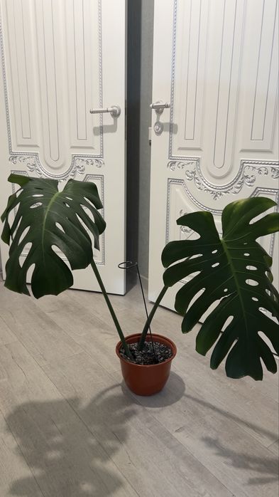 Монстера цветок лиана