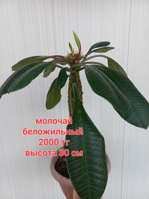 Цветы комнатные или обмен