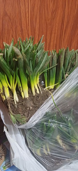 Зюмбюл селски 2лв