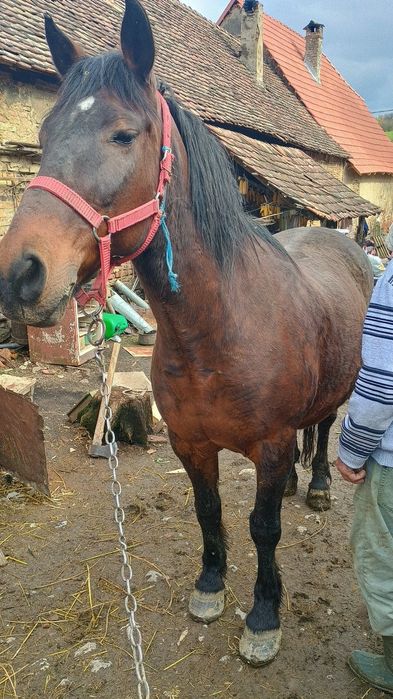 Vând iapă buna preț 60 negociabil