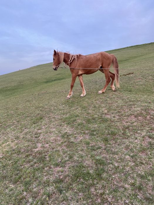 Лошадь құнажын 2,7 жасар