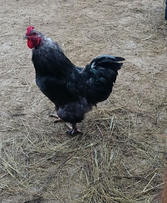 Продам петуха Брама