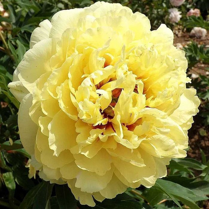 Сортовые  Пионы.