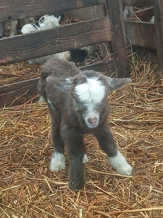 Vand iade de prasila