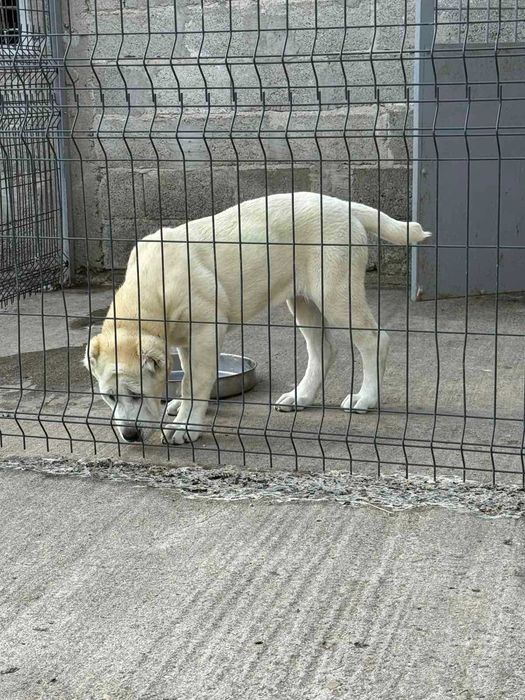 кученце САО Алабай