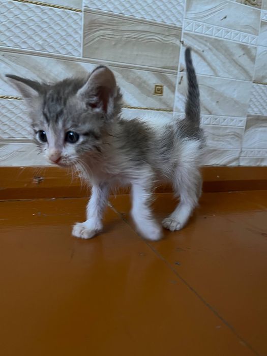 Отдам котят в добрые руки