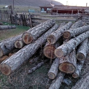 Древесина лиственница с. Маркаколь