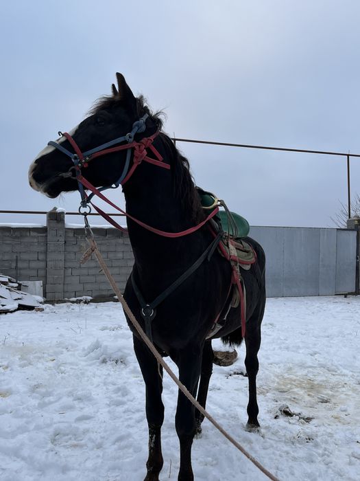 Көкпар аты сатылады