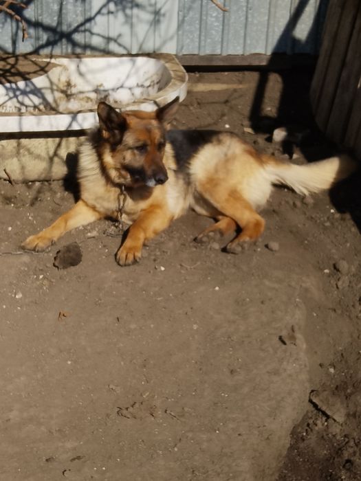 Отдам хорошие руки Мальчик+ Девочка