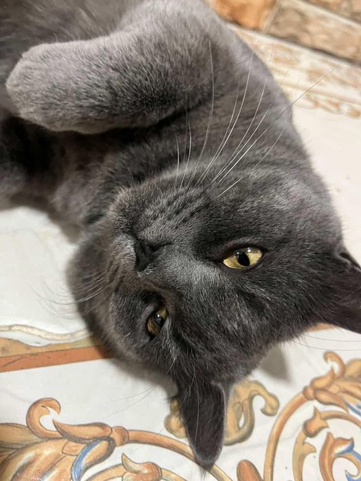 Mushuk sotiladi yoshi 1 yosh