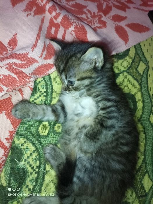 Подарявам котета