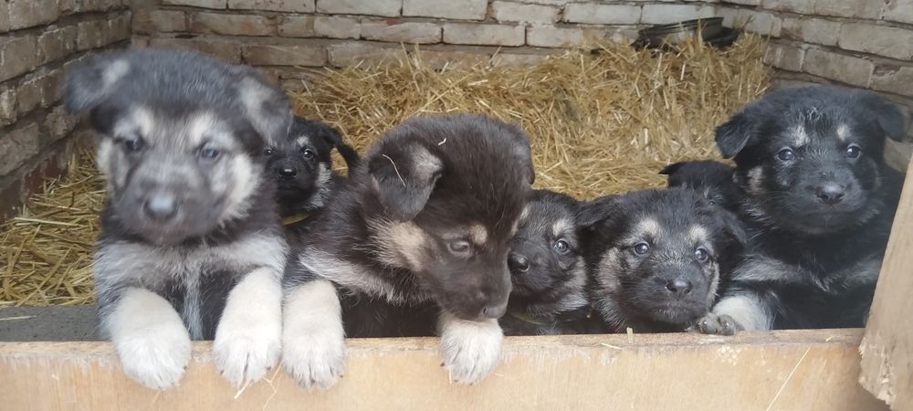 Резерв. Щенки ВЕО