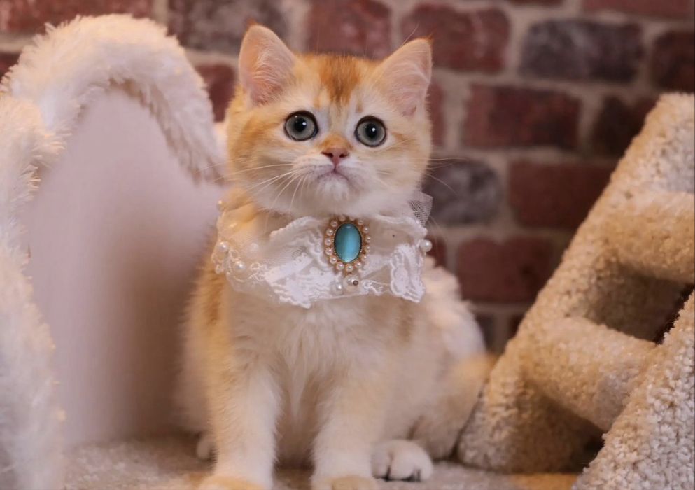 Котята британские из питомника